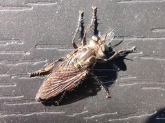 Cyrtopogon lateralis