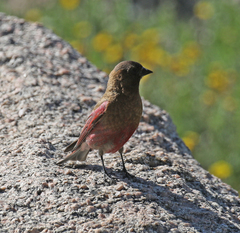 Leucosticte australis