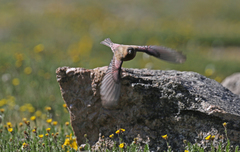 Leucosticte australis