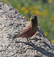 Leucosticte australis