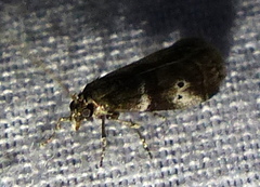 Acrobasis vaccinii