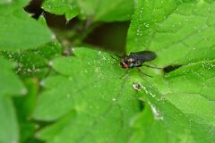 Poecilobothrus nobilitatus