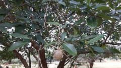 Tabernaemontana elegans