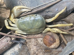 Geothelphusa pingtung