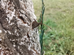 Coreus marginatus