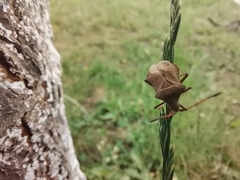 Coreus marginatus