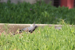 Corythaixoides concolor bechuanae