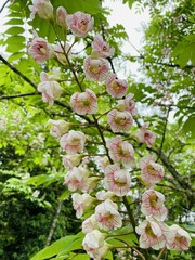 Bretschneidera sinensis