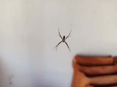 Argiope