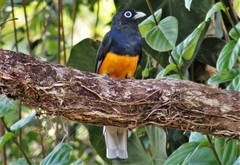 White-Tailed Trogon photo 3