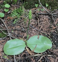 Platanthera orbiculata