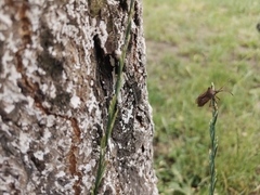 Coreus marginatus