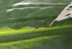 Caconeura