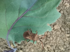 Coreus marginatus