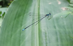 Caconeura