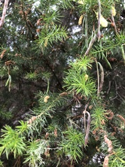 Acacia verticillata