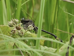 Gomphurus fraternus
