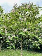 Bretschneidera sinensis