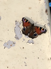 Aglais io