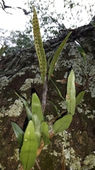 Microgramma mauritiana