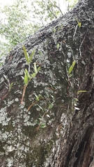 Microgramma mauritiana