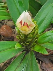 Costus guanaiensis macrostrobilus