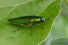 Chrysochroa