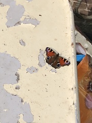 Aglais io