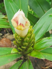 Costus guanaiensis macrostrobilus