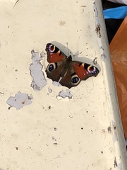 Aglais io