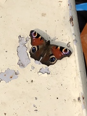 Aglais io