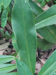 Costus guanaiensis macrostrobilus