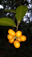 Uvaria caffra