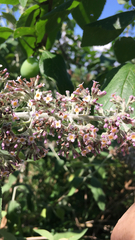 Buddleja forrestii