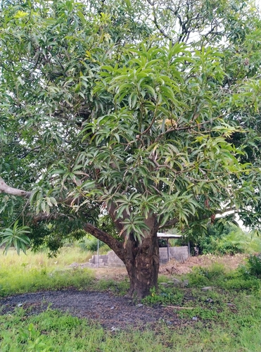 Mangifera indica image