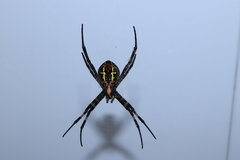 Argiope amoena