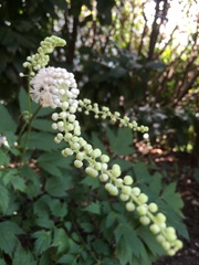 Actaea spicata
