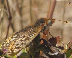 Speyeria callippe callippe