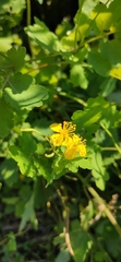 Chelidonium majus