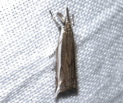 Raphiptera argillaceellus