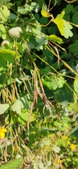 Chelidonium majus