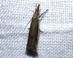 Raphiptera argillaceellus