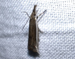 Raphiptera argillaceellus