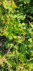 Chelidonium majus