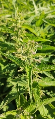 Urtica dioica
