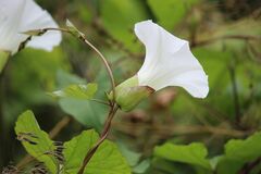 Calystegia silvatica