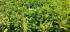 Urtica dioica