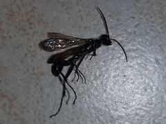 Chalybion bengalense