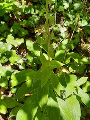 Digitalis grandiflora