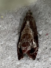 Zomaria interruptolineana